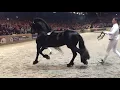 Download Lagu Jasper 366 hengstenkeuring 2018 (stallion show)