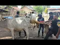 Lagu proses melahirkan sapi po