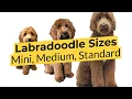 What Labradoodle Size is Best Mini Medium Standard