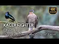 Download Lagu SUARA PANCINGAN BURUNG KACER AGAR CEPAT BUNYI DAN GACOR | KICAUAN ALAP-ALAP