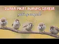 Download Lagu suara pikat TERBUKTI AMPUH burung GEREJA || pasti panen