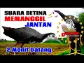 SUARA PIKAT BURUNG RUAK RUAK BETINA MEMANGGIL JANTAN SUPER AMPUH