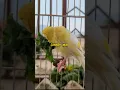 Download Lagu Most powerful canary song bird singing #foryou #fyp #canary #kenari #canario #shorts #youtubeshorts