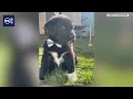 Ogden man gets 120 days in jail after throwing puppies from car window