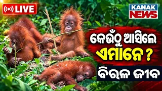 🔴ଏମାନେ ଆସିଲେ କେଉଁଠୁ ? Rare Orangutan Species Discovered: Where Did They Come From?