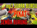 Lagu SUARA PIKAT SEMUA JENIS BURUNG KECIL PALING AMPUH DURASI PANJANG