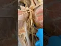 Download Lagu Look At How Many Nerves There Are…