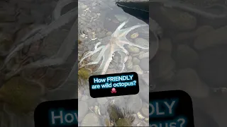 How friendly are wild octopus? #octopus #animalsbeingbros #sailingbyefelicia