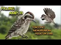 Download Lagu Suara pikat burung pelatuk beras terbukti paling ampuh terbaru 2025