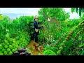 Download Lagu Harvest Fruits, Vegetables: Coffee, Bitter Melon, Chayote, Eggplant Goes To Market Sell, Cook,Garden