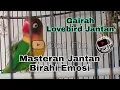 Gairah Lovebird Jantan Proses Jebol Birahi Emosi Akan Muncul Menjadi Suara Kering Minor
