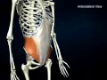 Internal oblique - AnatomyOnlineCourse