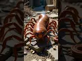Download Lagu Giant millipede crawling toward you. #short #giantmillipede