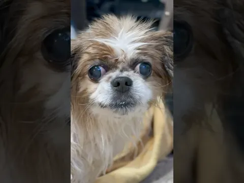 My dog Sammy is still alive at 15 years old and still Internet famous. Cutest dog ever. #puppyday