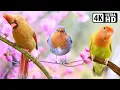 Download Lagu Birds Sound | Wonderful Collection of Birds | Stunning Nature | Stress Relief | Relaxing Nature