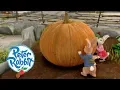 Download Lagu Peter Rabbit - The Great Pumpkin Theft | Cartoons for Kids