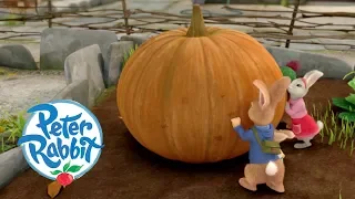 Peter Rabbit The Great Pumpkin Theft Cartoons For Kids 