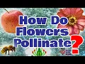 Learn How Flowers Pollinate Flower Pollination Explained Here in Detail