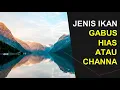 Download Lagu JENIS IKAN GABUS HIAS ATAU CHANNA