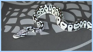 White and Black Ball Python Hatchlings - Clutch Cracked