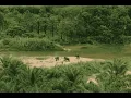 Download Lagu Khaosok Elephant Conservation Centre: Documentary Swedish Version