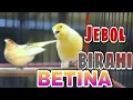 Download Lagu Pancingan Kenari Kawin JEBOL BIRAHI,cara mengatasi Kenari susah birahi