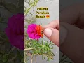 Download Lagu Portulaca pollinate result 😍 | portulaca flower colour change #shorts #portulaca #flowers #plants