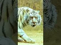 Download Lagu call me when you want 🔥 animal grow up 💯 #short #unique #attitude