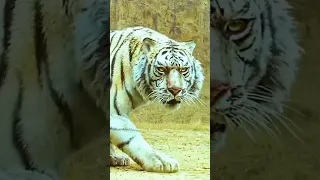 Call Me When You Want Animal Grow Up Short Unique Attitude 