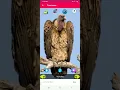 Download Lagu suara burung,animal sound,elang,falcon