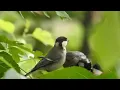 Download Lagu BURUNG GELATIK BATU DAN PASANGANNYA DI ALAM LIAR SUARA MERDU