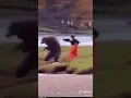 Bear GiFs Collection