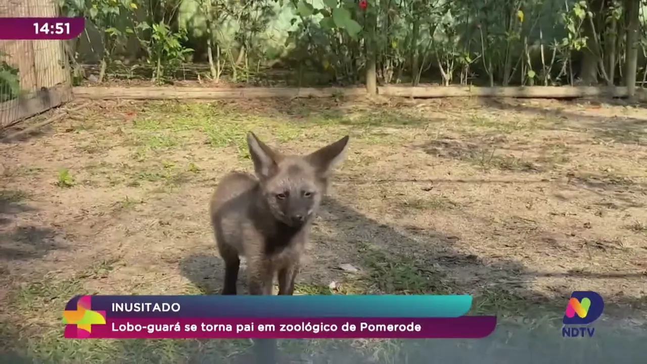 Pet News: lobo-guará se torna pai em zoológico de Pomerode