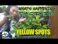 HOW TO CURE CITRUS DISEASES PART 1 GREASY SPOT DISEASE