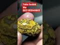 Download Lagu batu akik #batuakik #gemstone