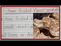 10 Lines on Saw Scaled Viper Snake in English Short Pagagraph on Viper Snake Deadly Indian Snake