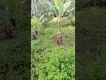medjo madamo nah,, #naturalfarming #farming