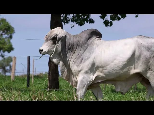 Touro Tabapuã TTAR - 633