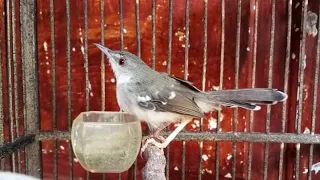 suara ciblek putih jantan gacor ngebren nembak rapet masteran ciblek kristal cikris paling ampuh