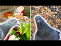 What Do Pigeons Eat