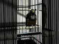 Download Lagu burung jalak lawu gacor