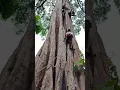 Lagu Bersama Menempuh Jalur Paku Madu Hutan Sumatera