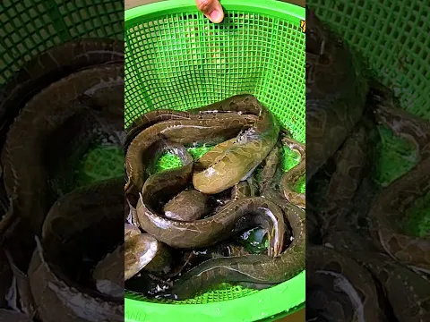 ปลากระทิงลาย (ปลาหลาด) จากแม่น้ำโขง #ทุ่งกุลาchannel #ปลากระทิงลาย #ปลาหลาด