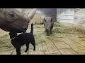 Cat Playing With Rhino - 975586