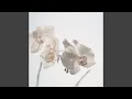 Download Lagu Orchid