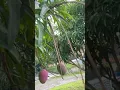 Download Lagu Gemes banget sama buah mangga yang tumbuh di taman komplek rumah aku 😍