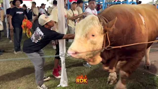 MEMBARA.. !! JUARA SAPI TERBESAR KONTES SAPI PRESIDEN KELAS EXTRIM  🔥