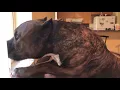 pitbull barking and growling vs intruder
