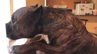 Pitbull Barking And Growling Vs Intruder 