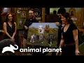 Come Celebrate a Villalobos Christmas Pit Bulls and Parolees Animal Planet